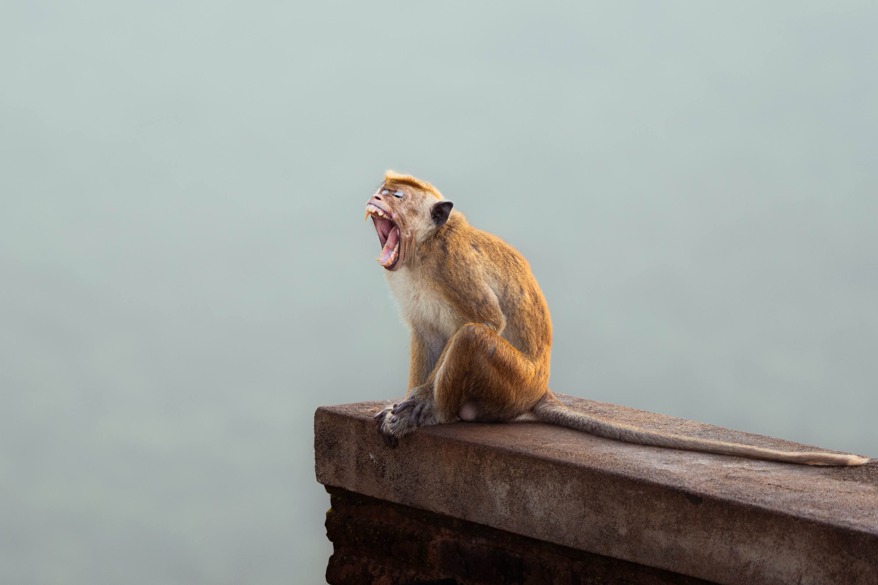 Photo Wildlife 8