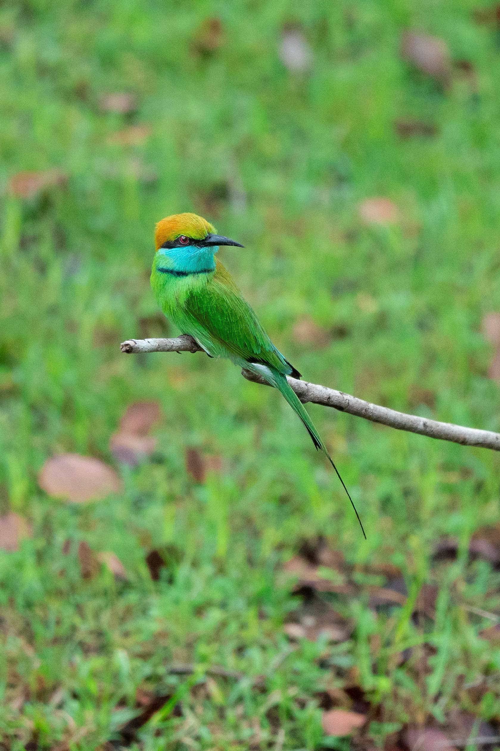 Photo Wildlife 2