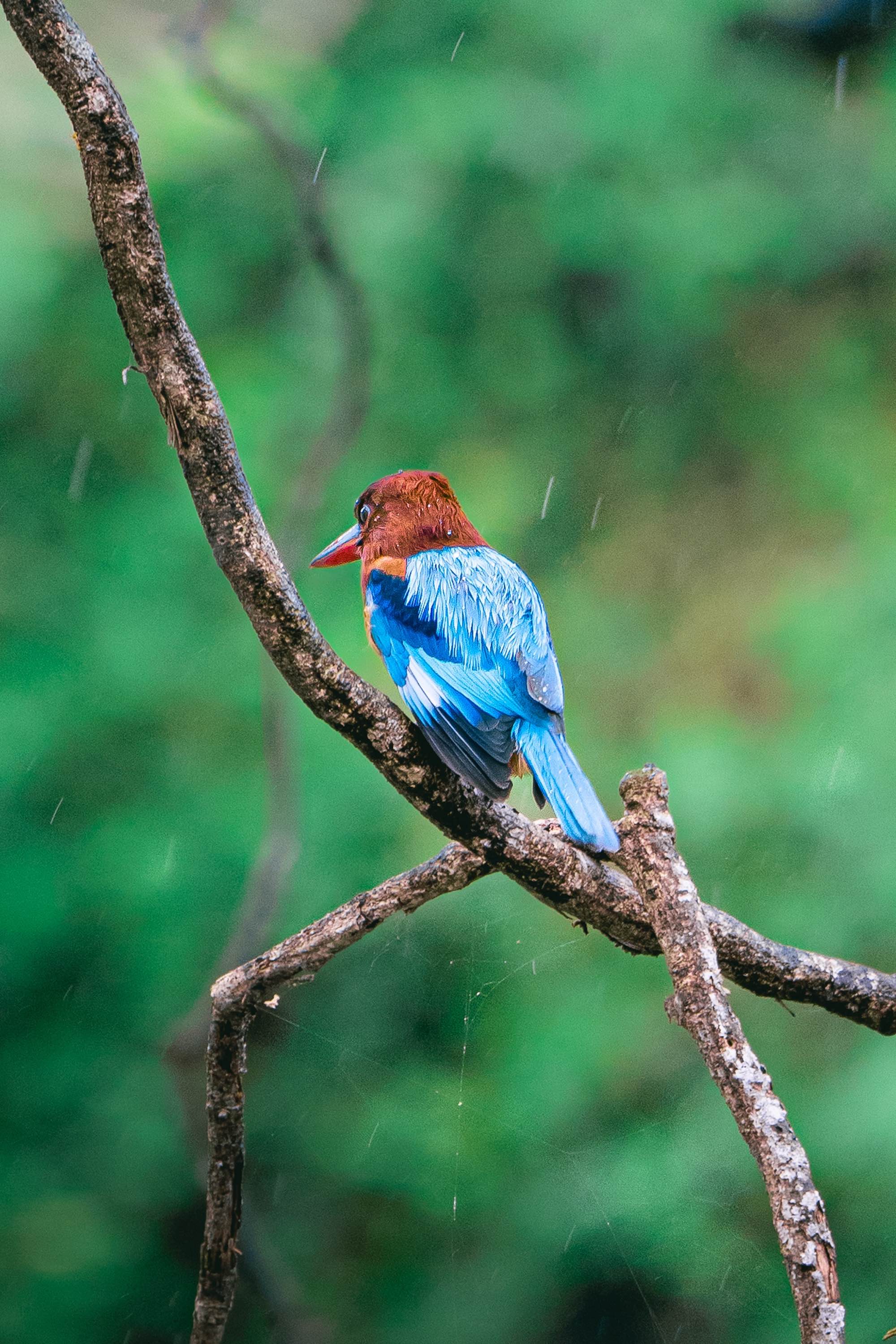 Photo Wildlife 3