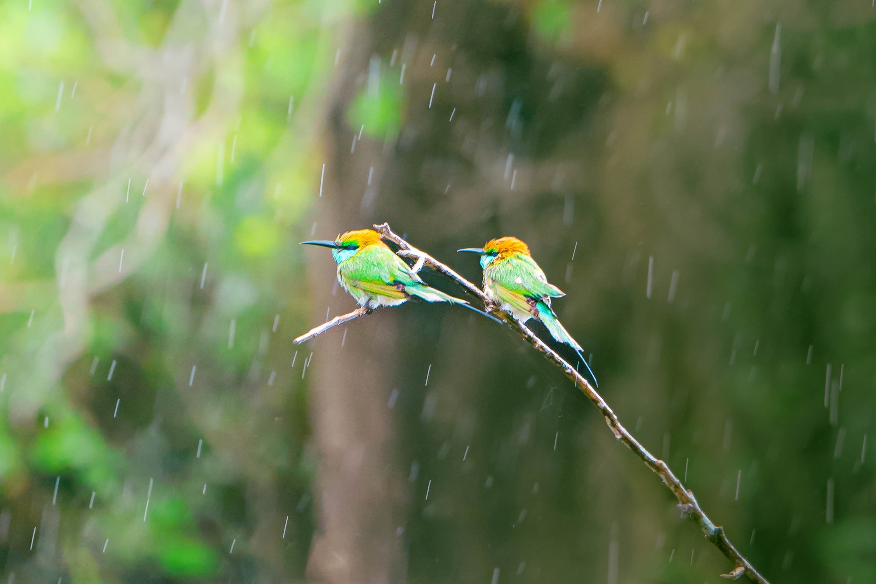 Photo Wildlife 4