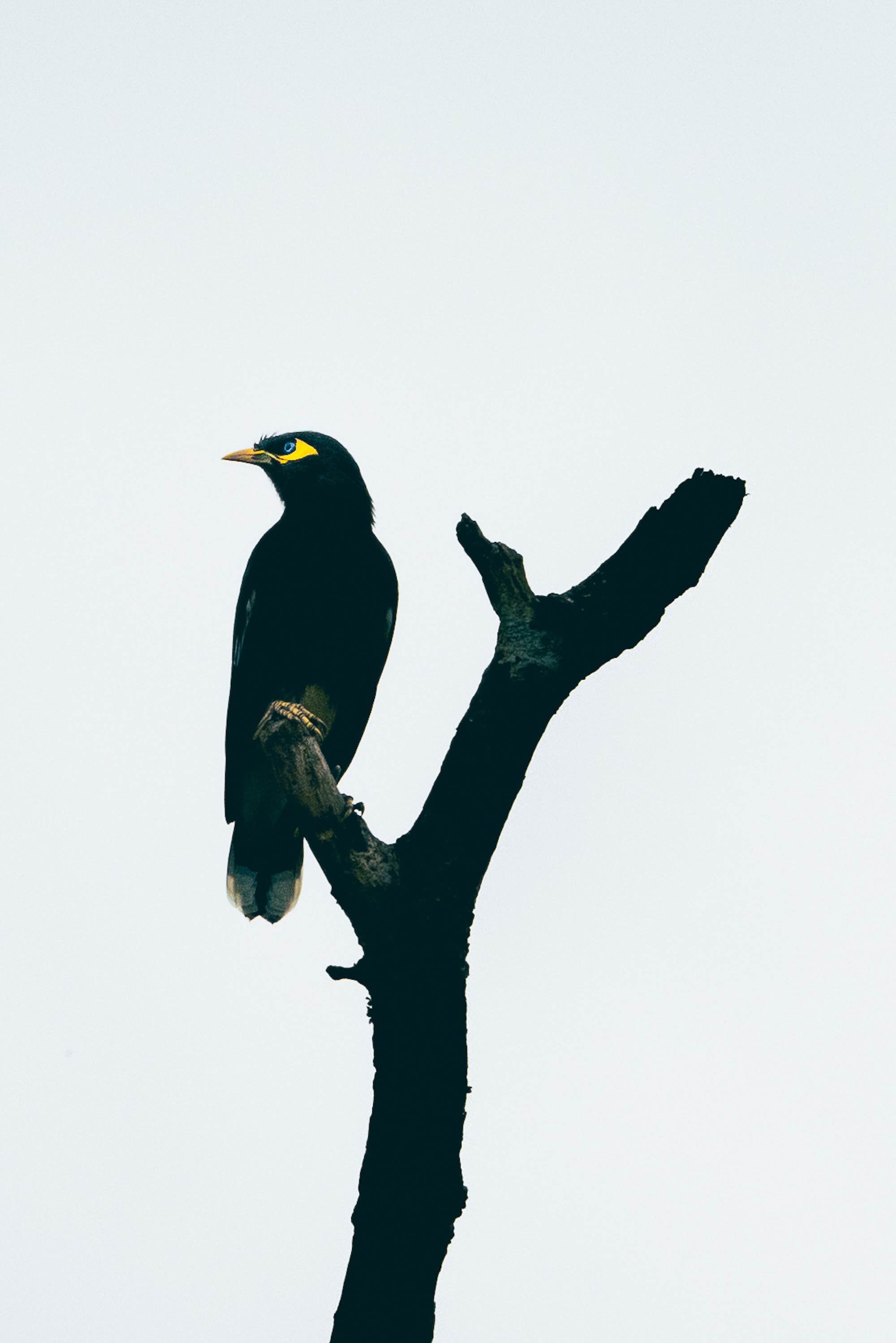 Photo Wildlife 7