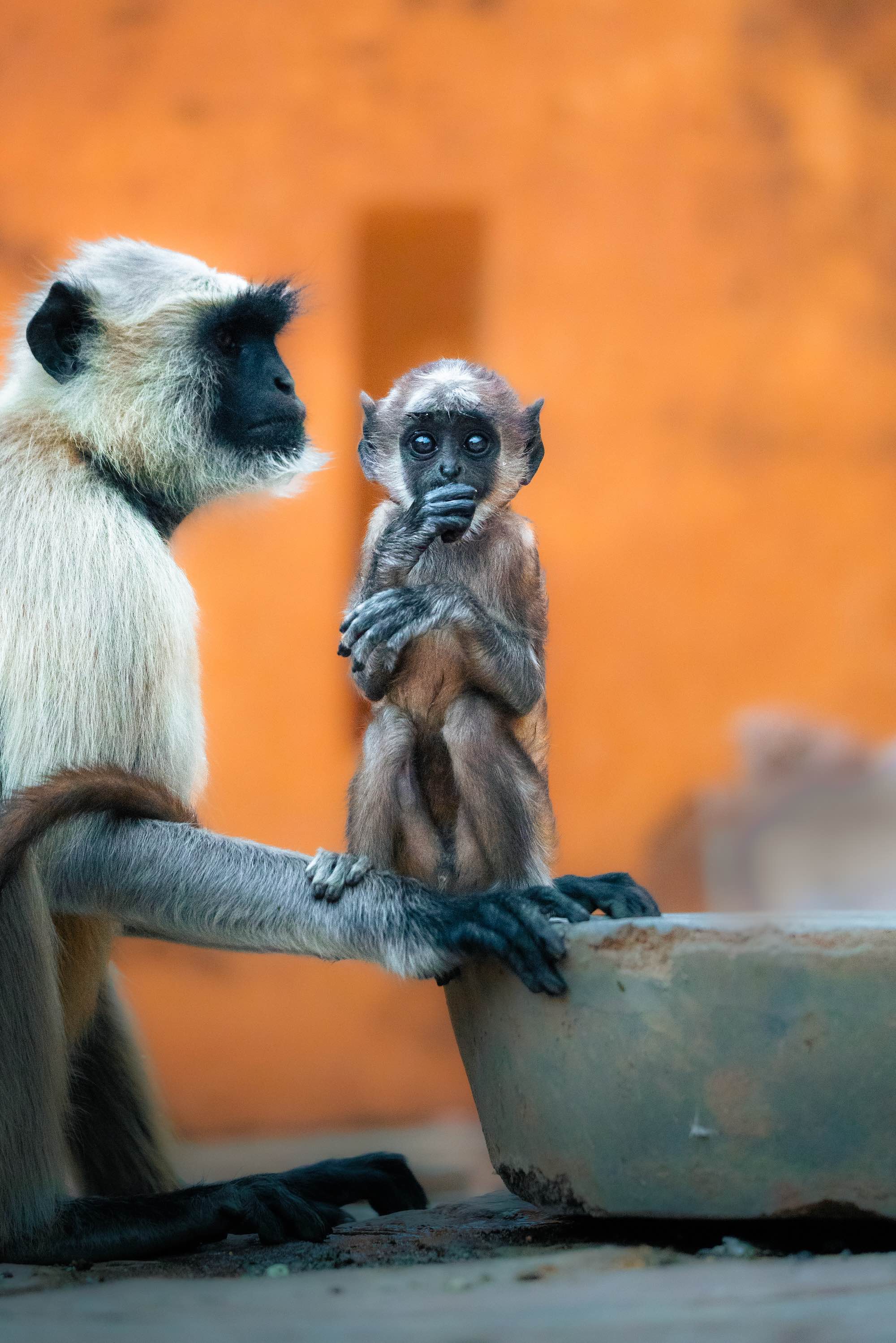 Photo Wildlife 11