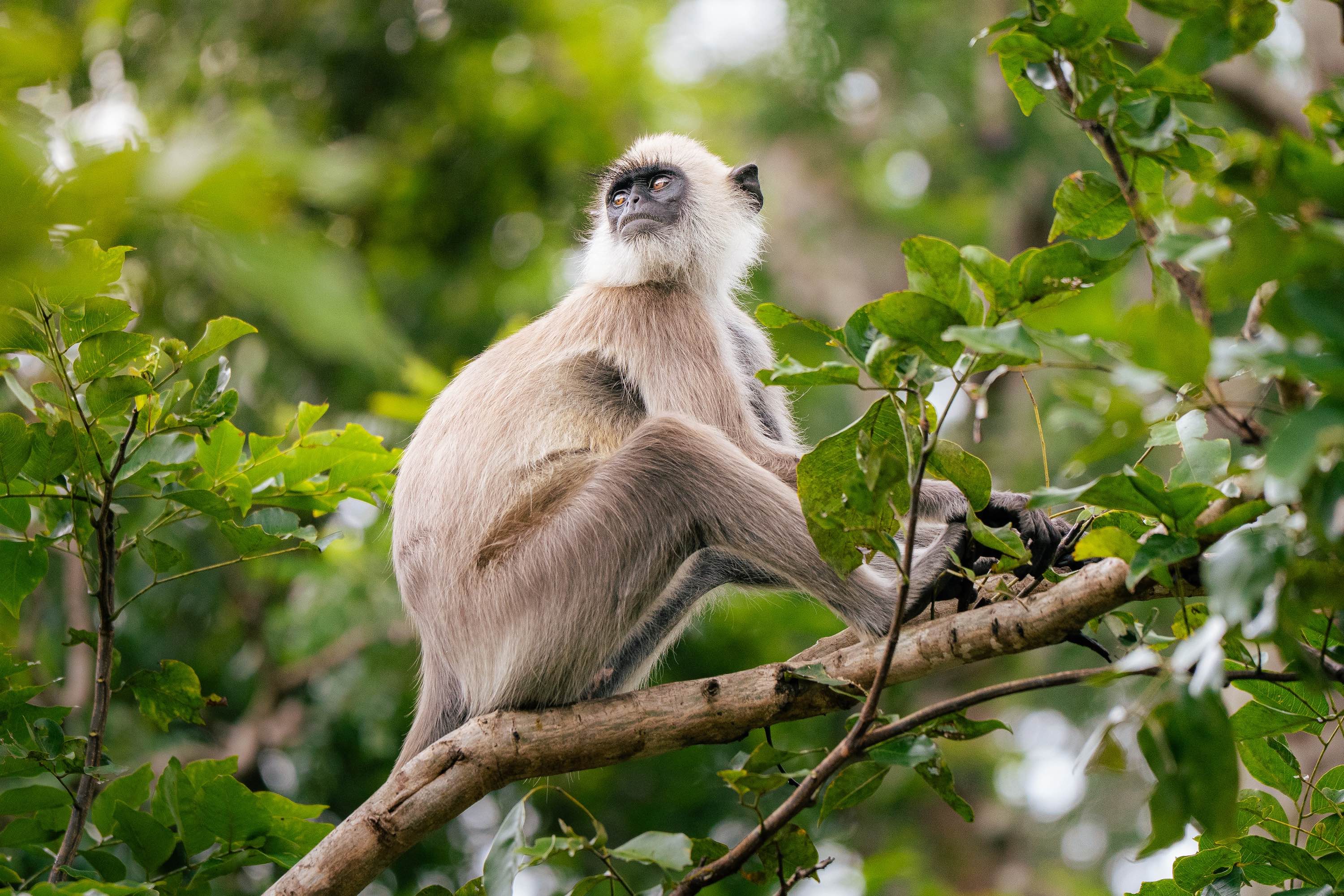 Photo Wildlife 9