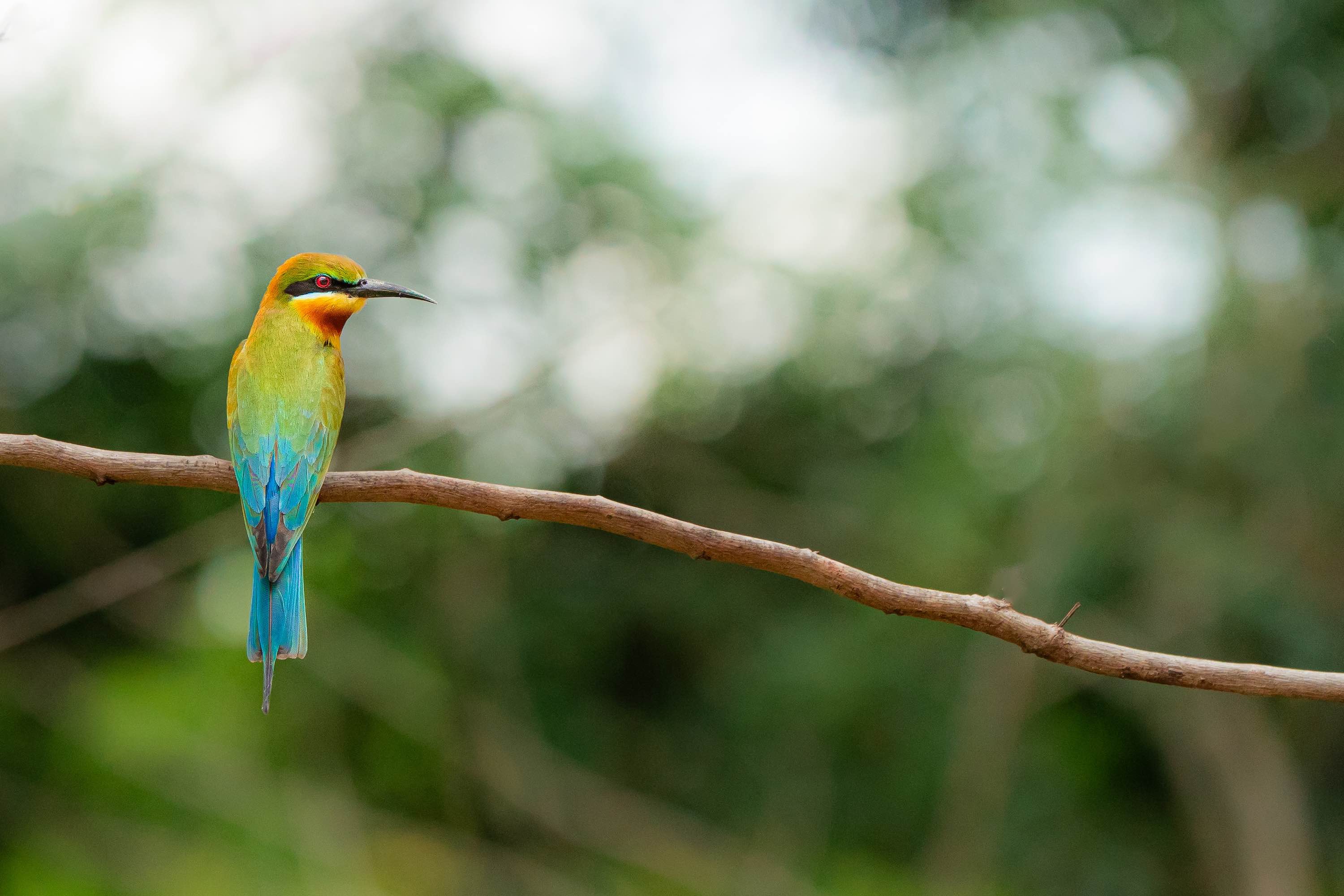 Photo Wildlife 1