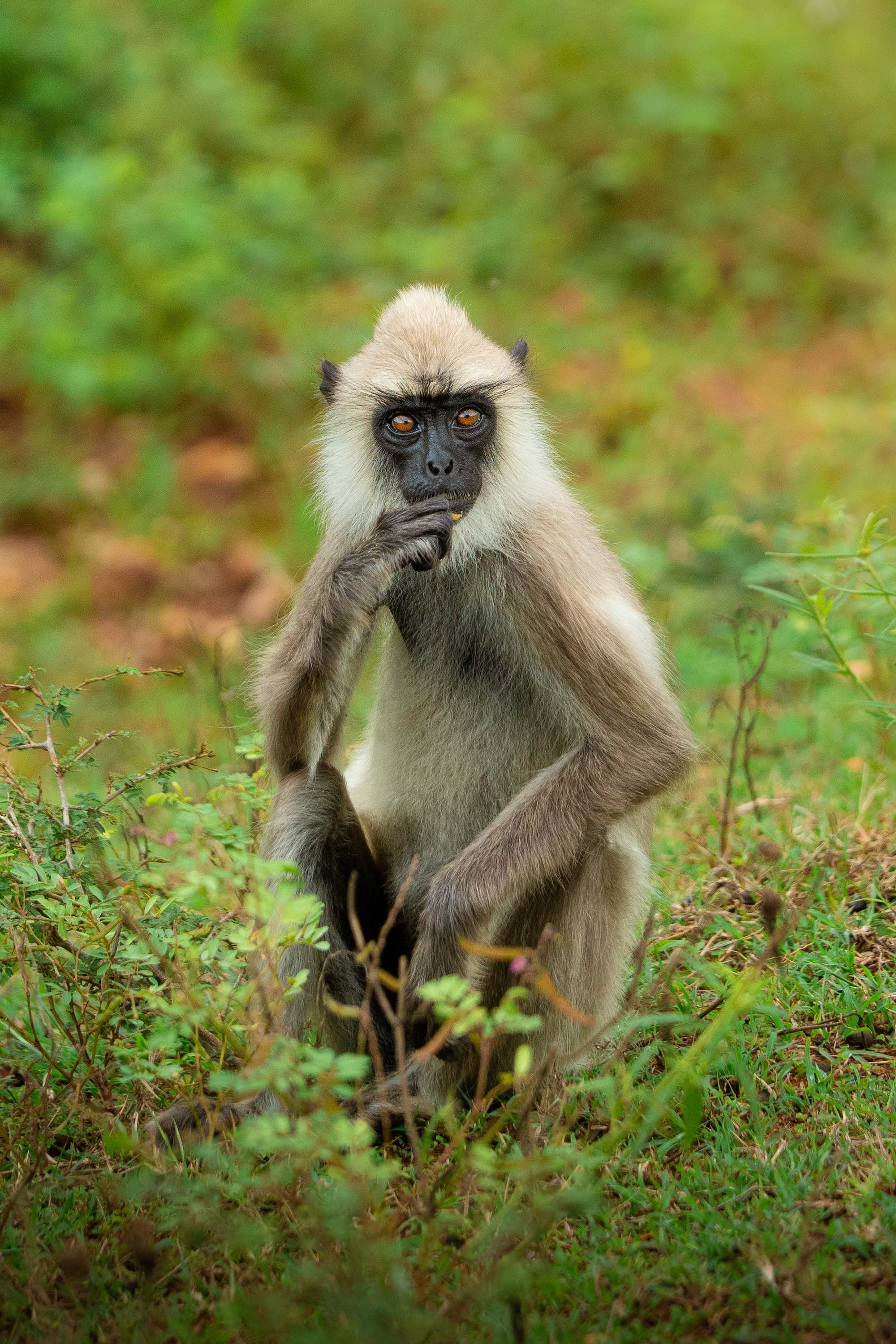Photo Wildlife 10