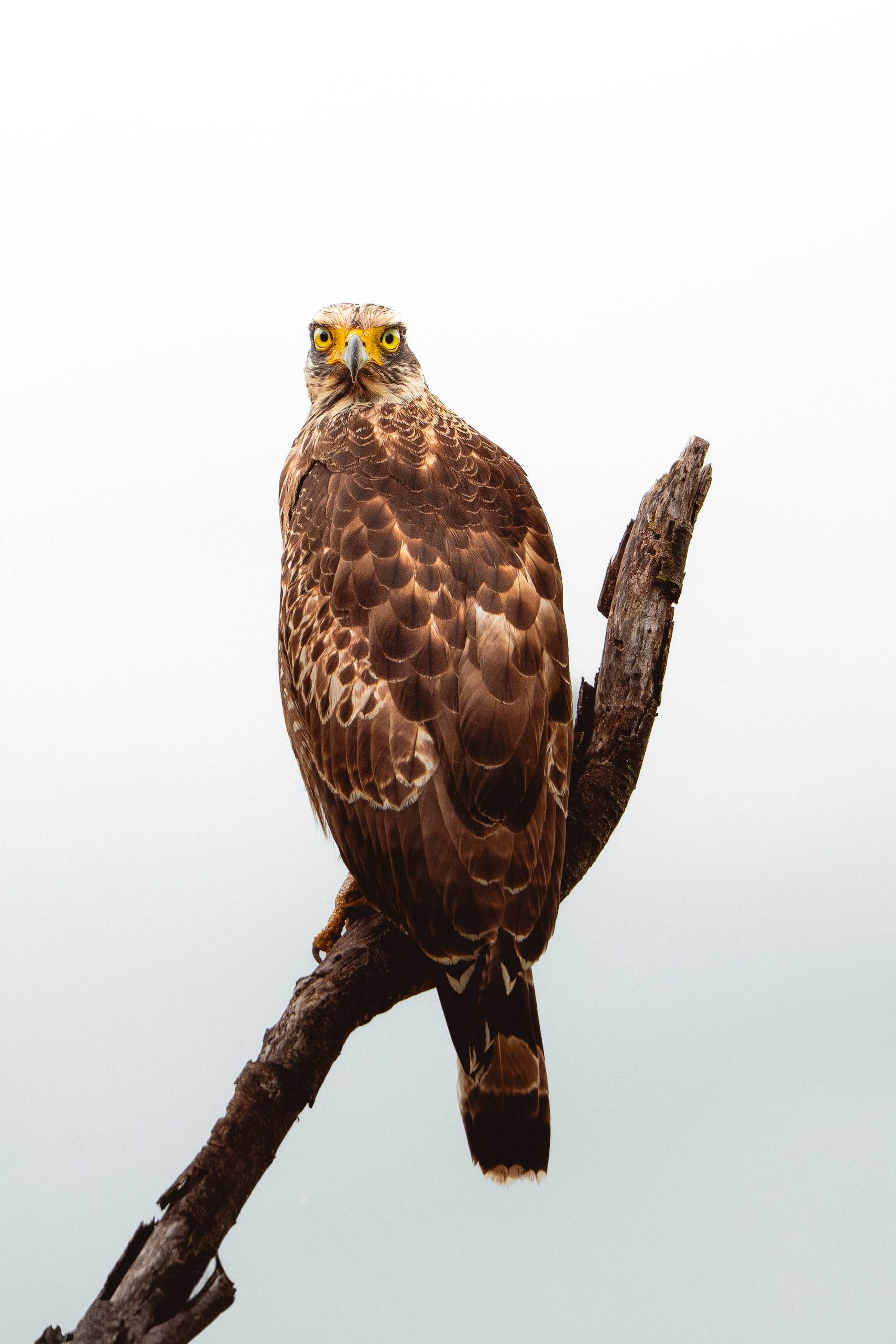Photo Wildlife 6