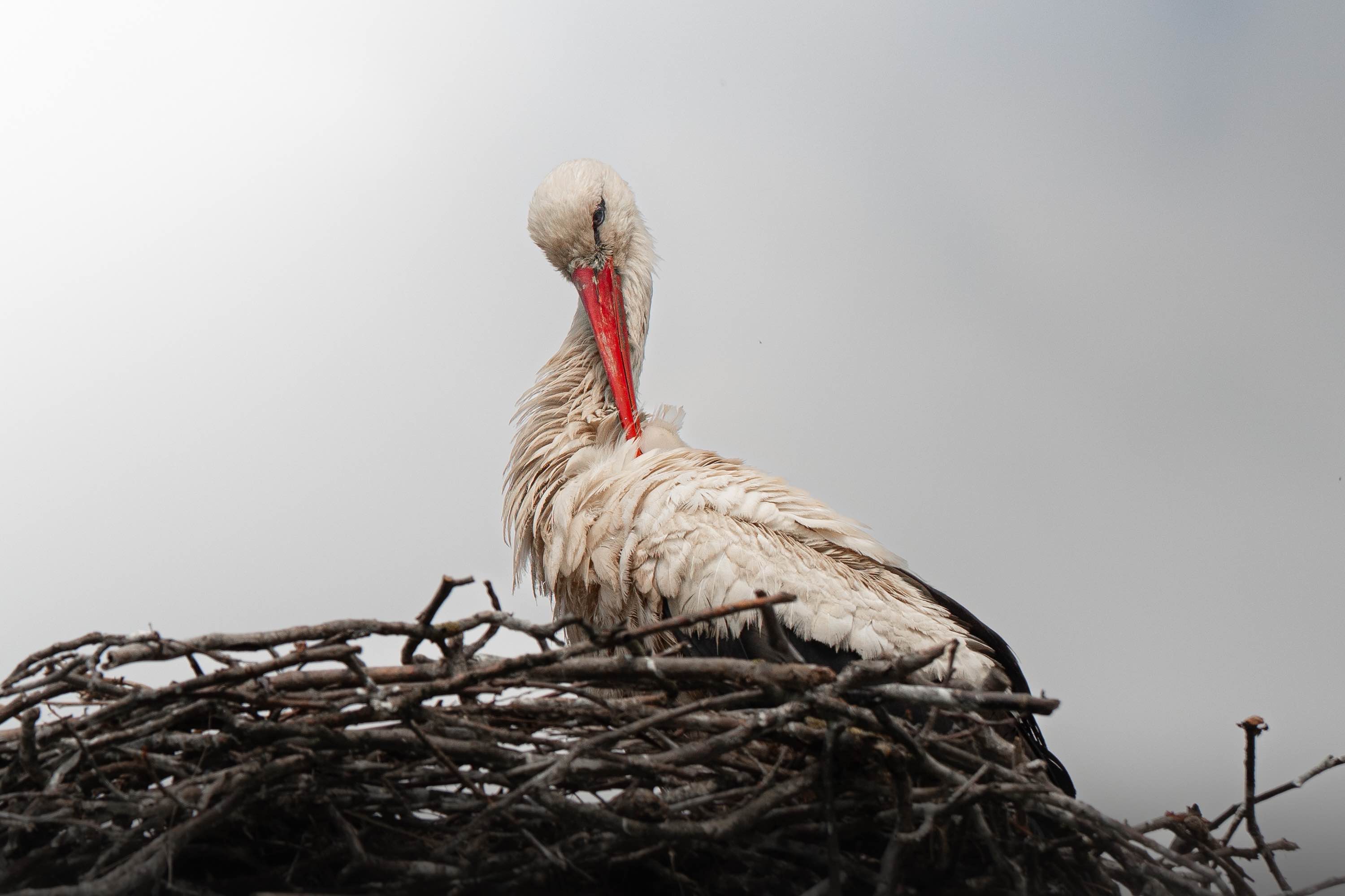 Photo Wildlife 5
